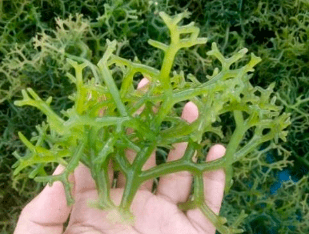 Rumput laut basah
