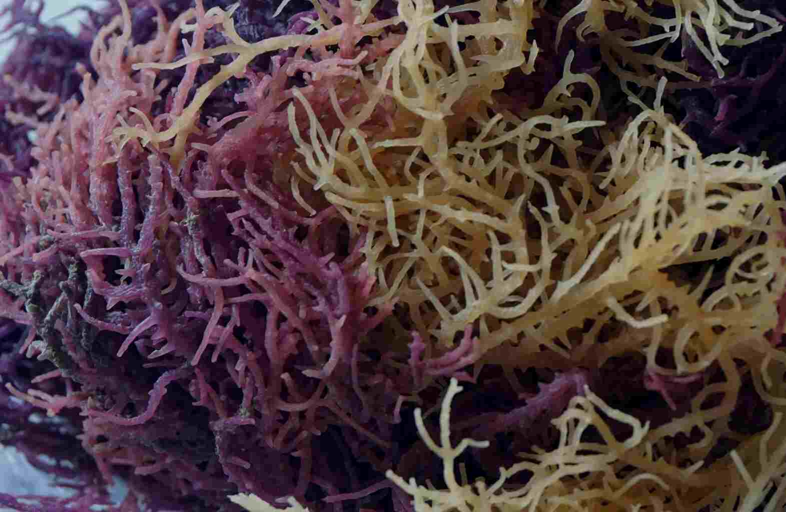 Eucheuma spinosum